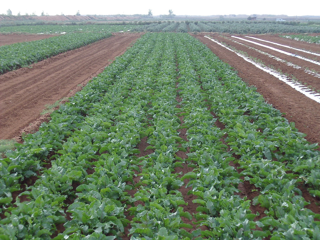 organic_valencia_union3